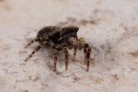 Un mle immature (Araneae - Salticidae - Pseudeuophrys erratica)